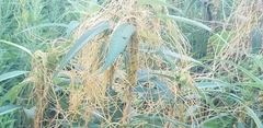 Cuscuta glomerata