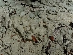 Physconia americana