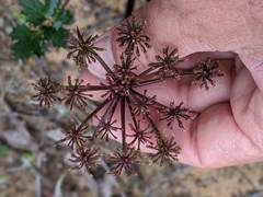 Lomatium lucidum