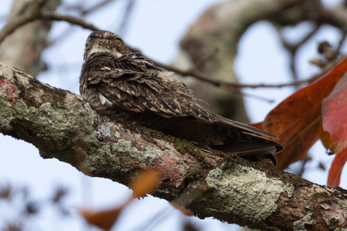 Lesser Nighthawk