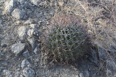 Ferocactus emoryi emoryi