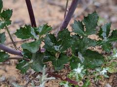 Lomatium lucidum