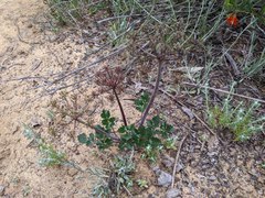 Lomatium lucidum