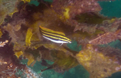 Petroscirtes fallax