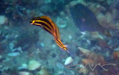 Petroscirtes fallax