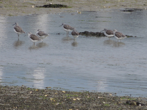 iNaturalist image