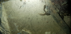 Rana huanrensis