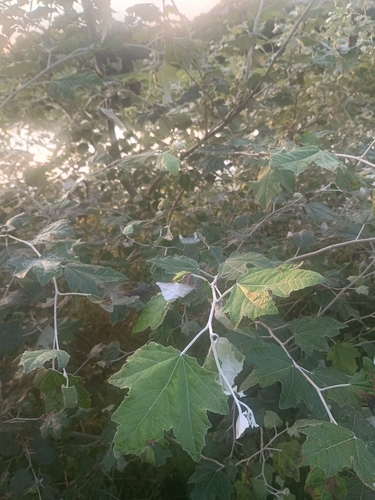 white poplar