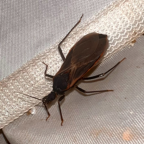 Triatoma rubida