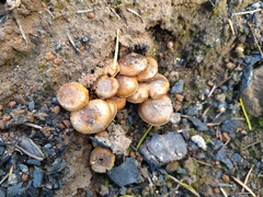Pholiota highlandensis