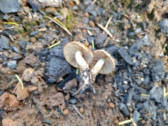 Pholiota highlandensis