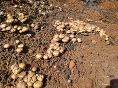 Pholiota highlandensis