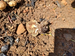 Pholiota highlandensis