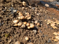 Pholiota highlandensis