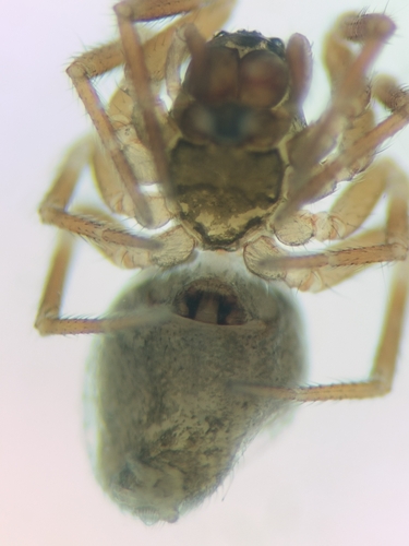 Panamomops mengei