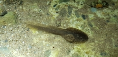 Rana huanrensis