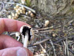 Coprinellus micaceus