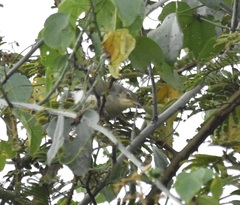 Phyllastrephus cabanisi