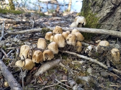 Coprinellus micaceus