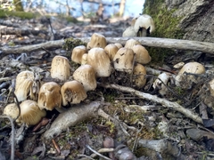 Coprinellus micaceus