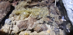 Rana huanrensis