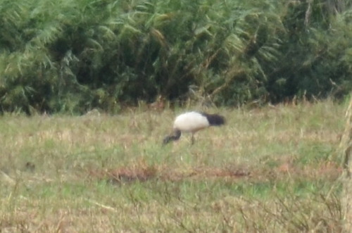 iNaturalist image