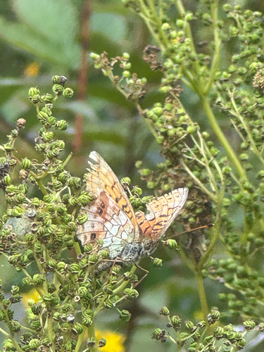Lesser Marbled Fritillary