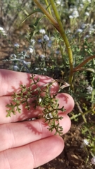 Chaenactis artemisiifolia