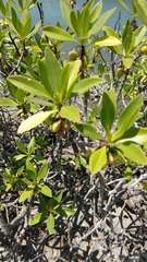 Myoporum bontioides