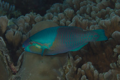 Scarus dimidiatus