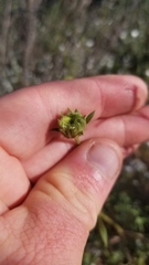 Chaenactis artemisiifolia