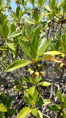Myoporum bontioides