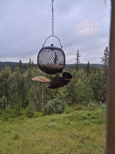 Siberian Jay