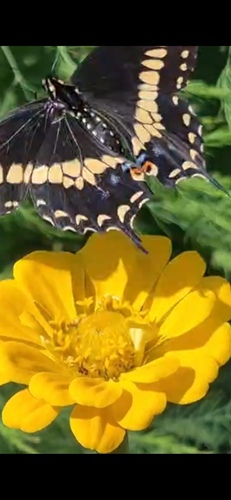 Black Swallowtail