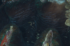 Tridacna gigas