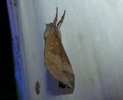 Oxycanus