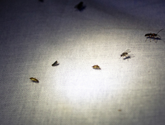 Scaphytopius frontalis