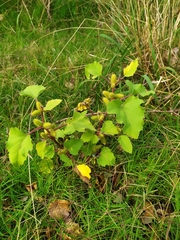 Xanthium cavanillesii