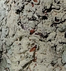 Physconia americana