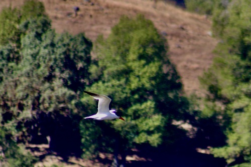 iNaturalist image