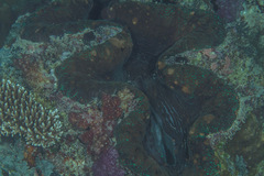 Tridacna gigas