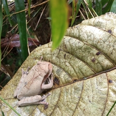 Common Marsupial Frog photo 3
