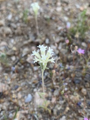 Chaenactis macrantha