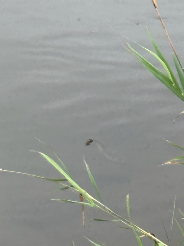iNaturalist observation photo of Common Watersnake