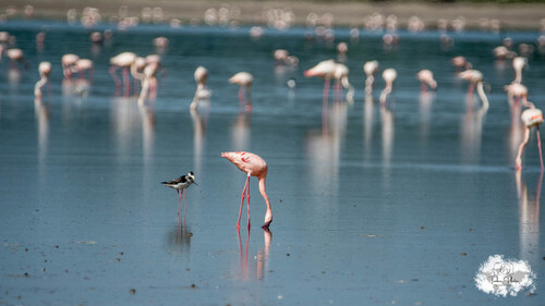 iNaturalist image