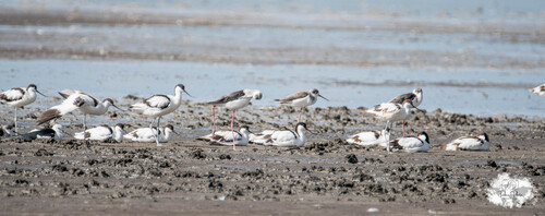 iNaturalist image
