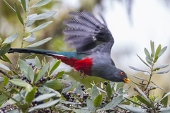 Priotelus roseigaster
