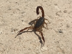 Centruroides ochraceus