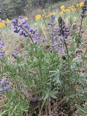Lupinus bingenensis