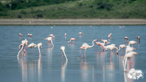 iNaturalist image